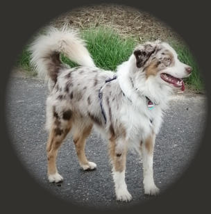 Jano, Mini Aussie Rüde in red merle