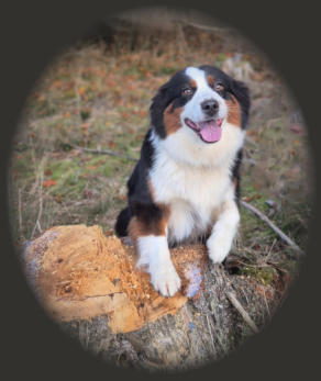 Coco, Mini Aussie Hündin in black tri