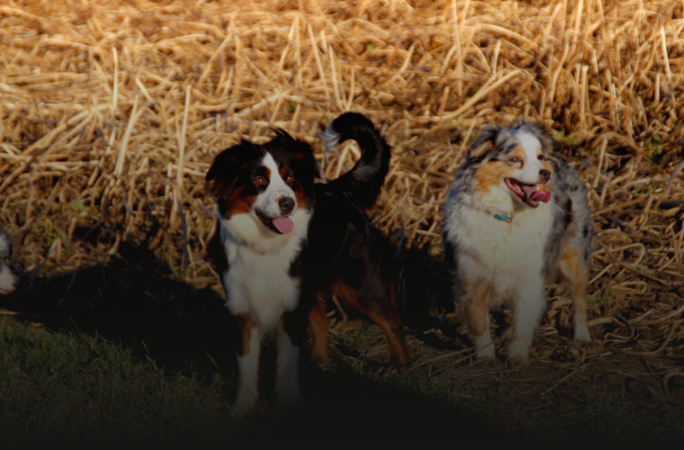 Toy und Mini Hobbyzucht aus Deutschland